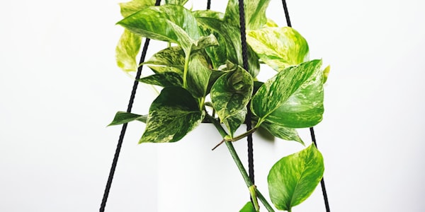 欧冠联赛标志与足球的特写镜头